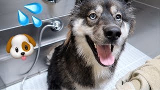 Kakoa Gets Her First Bath at the Dog Wash!