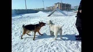 Dogs Lovers | The battle of the Central Asian Shepherd Dog with the East European Shepherd Dog.