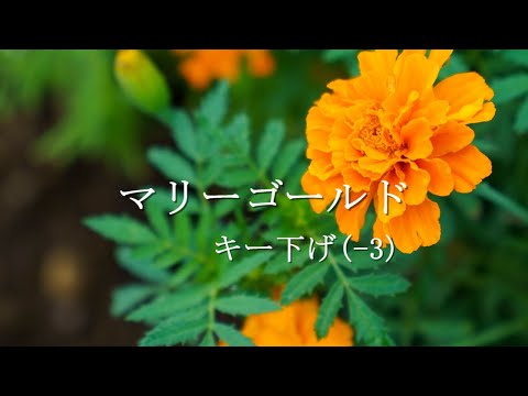 【男性カバー キー下げ 】マリーゴールド / あいみょん