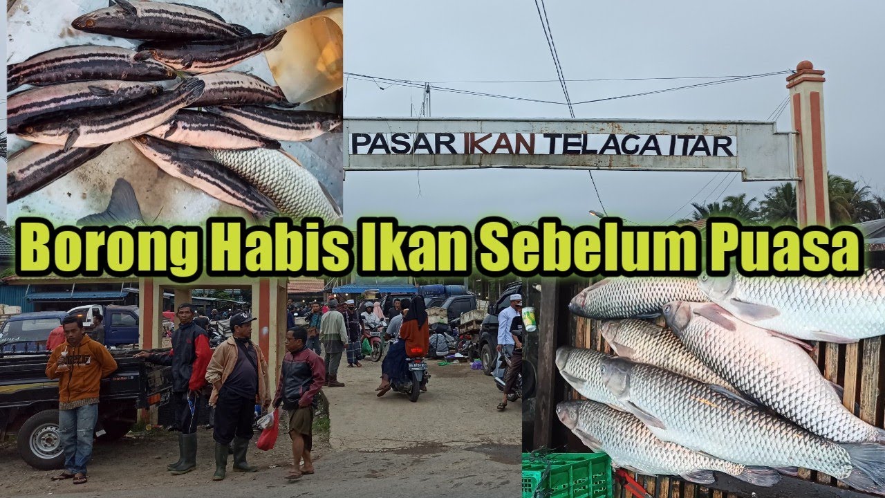 Sehari Sebelum Puasa Ramadhan Ikan Pada Habis Diborong di Pasar Iwak Telaga Itar