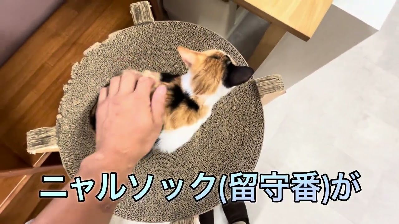 ♯Keg14EZ ねこcafe3 フルコンプ 全6種 ♯Keg14EZ ねこcafe3 フルコンプ 全6種の通販 by ヒロセ's shop(土日