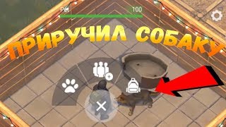 Попытался приручить собаку! Еще на версии 1.5.9 !Last Day on Earth: Survival Попытался приручить собаку! Еще на версии 1.5.9 !Last Day on Earth: Survival