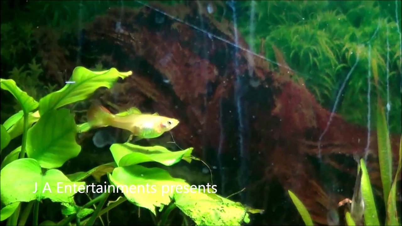 Mum guppy fish giving birth Babies in Freshwater planted aquarium tank YouTube