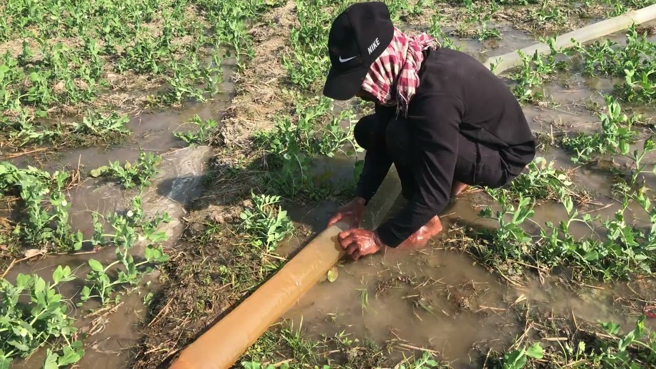 আজকে আমাদের মটরশুঁটি খেতে পানি দিলামll#rahaman agro