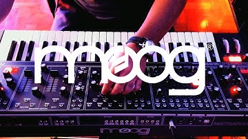 Moog Matriarch  No Talking