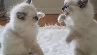 Funny | Cute | Fails Cat Compilation #17