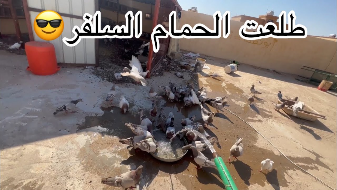 اختصار تربيه الحمام و النقطه الأساسيه