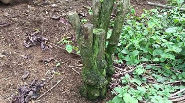 Cách phòng trừ.Bệnh lở cổ rễ trên cây cà phê.Cường Tây Nguyên...