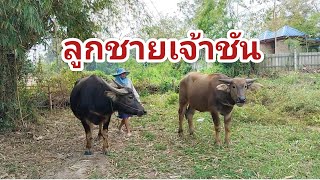 พาชม✅ ลูกชายเจ้าชัน คอกควายสายพัฒนา คอกควาย พ่อเณร ก.ม ที่ 18 จังหวัด อุดรธานี