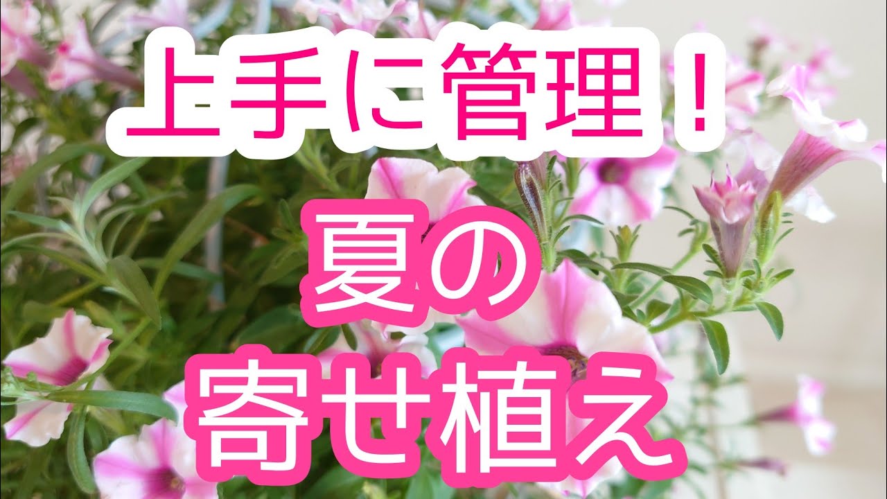 人気のブルー系 寄せ植え です ガーデニング初心者の方にもオススメです 夏に丈夫な植物を使って秋まで長く楽しみましょう Youtube