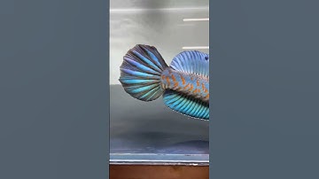 Cá lóc pháo hoa đốm vàng #caloccanh #chana #chanafish