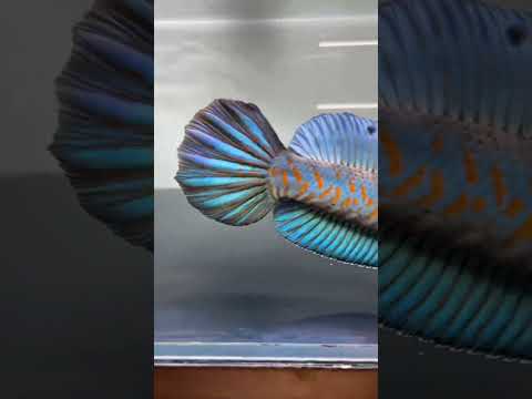 Cá lóc pháo hoa đốm vàng #caloccanh #chana #chanafish