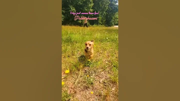 Dogs just wanna have fun!