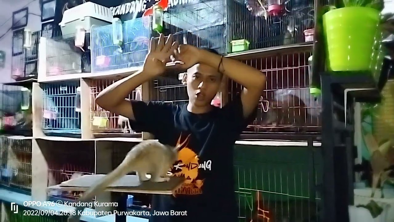 PENJELASAN MENGENAI MUSANG YG TERKENA JAMUR...