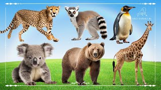 Funniest Animal Sounds In Nature: Cheetah, Lemur, Penguin, Koala, Bear & Giraffe  Happy Moments