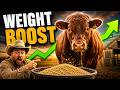 The Ultimate Concentrate Guide: How to Increase Your Cattle's Weight in Weeks