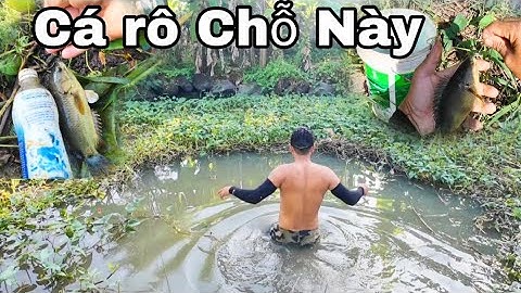 Cái Lỗ Này Nhìn Vậy Mà Toàn Cá Rô Chà Bá Không hải vlog Fishing