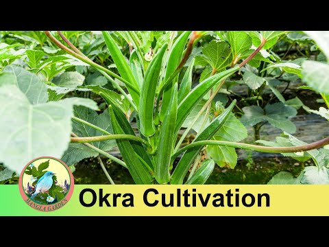 Okra Vegetables Cultivation | بھنڈی سبزی کی کاشت