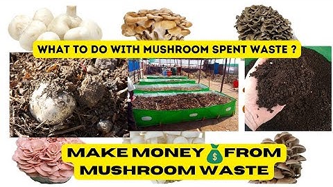 How to Earn Money From Mushroom Waste | Spent Mushroom Substrate Management