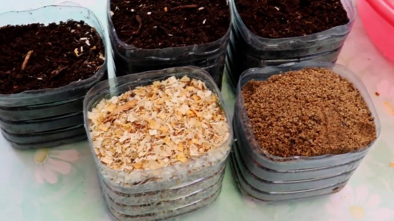 Sustrato universal para todas las plantas + transplantando mi suculenta aeonium.