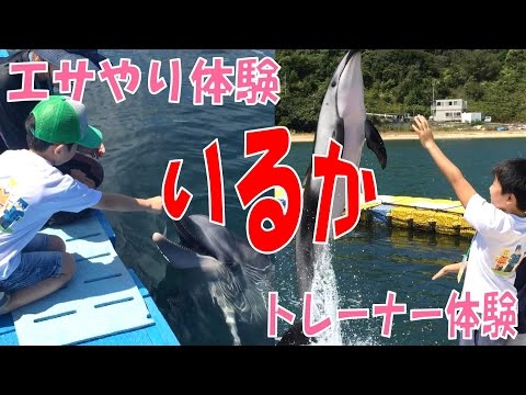 日本ドルフィンセンターでイルカのエサやり体験＆トレーナー体験してき
