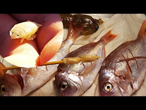 寄生虫 鯛の寄生虫の串焼きとビールで乾杯 Youtube