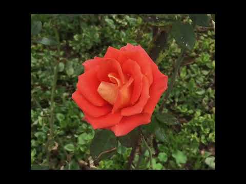 The Most Beautiful Rose Color/En Güzel Gül Rengi/أجمل وردة اللون