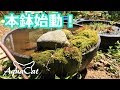 今年の睡蓮鉢始めます。 メダカとネコ4 ビオトープのある暮らし 始動編