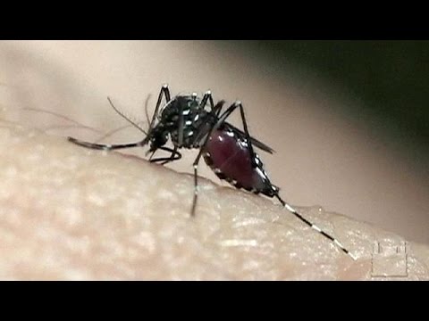 Vídeo: La OMS Ha Calificado Al Virus Del Zika Como Una Amenaza Global Para El Planeta - Vista Alternativa