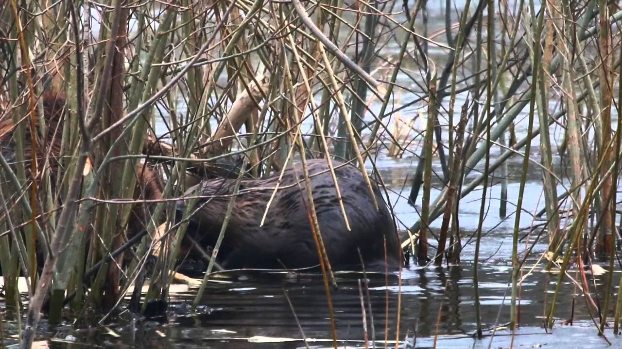 Beavers, Biebrza Marshes, Poland