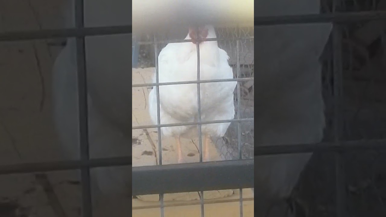 Documental lola Laura y pichcu 