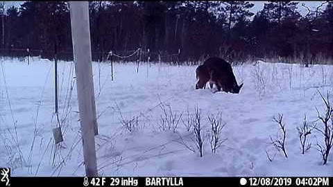 Brassica Plot Whitetail Habitat Consulting