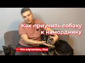 Что случилось, Усы? Как приучить собаку к наморднику