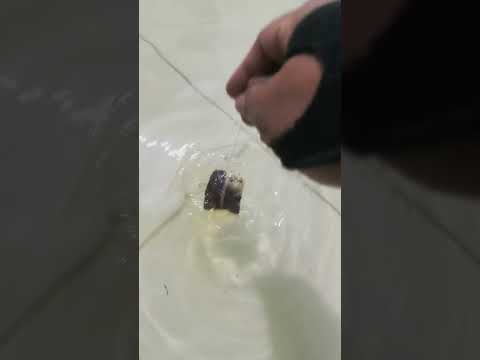 Bikin teh celup yang banyak