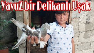 Yavuz Delikanlı Bir Uşak Darıca Oyun Kuşu Kümesleri Darıca Taklacı Güvercin Kümesleri