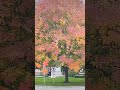 MAPLE TREE CHANGING COLOURS #sjorts #maple #colour #fall #autumn #nature #trees