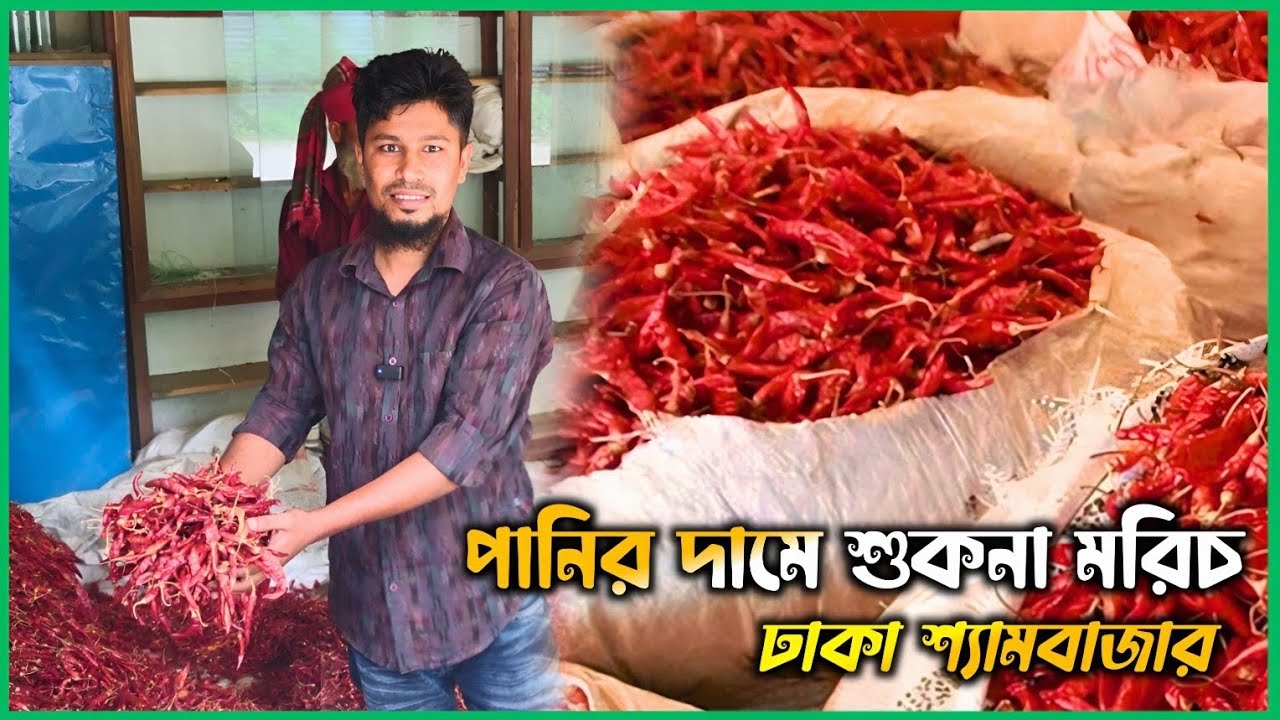 ঢাকা শ্যামবাজারের শুকনা মরিচের পাইকারি বাজার দর  ০৮-০১-২০২৬তারিখ  
