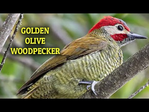 Ecuador Birds: Golden Olive Woodpecker comes to our tropical Fruit