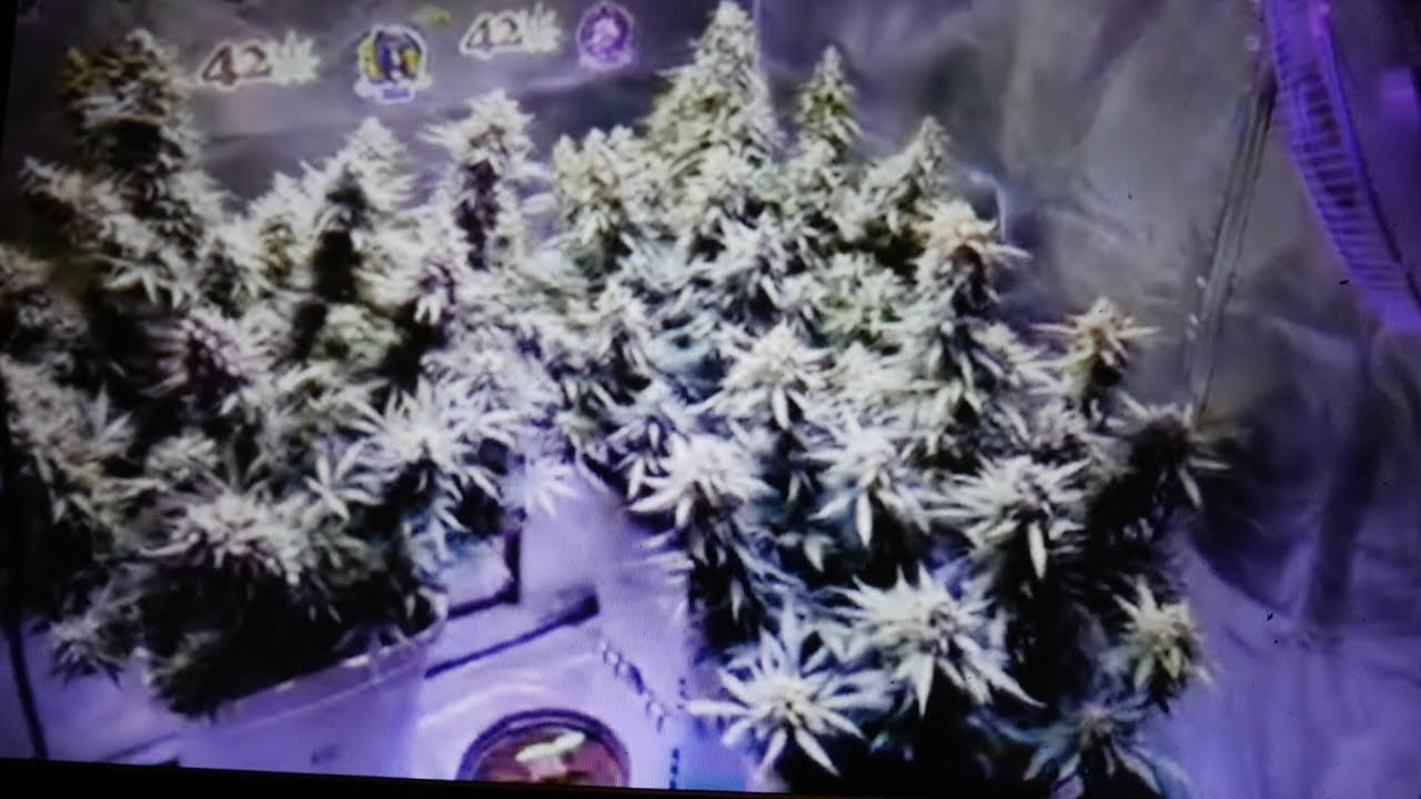 A NEW AUTOFLOWER MASTER APPEARS - SUPPORT THE AUTO COMMUNITY