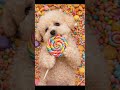 Mochi’s crunchy lollipop eating ASMR 🍭모찌의 오독오독 막대사탕 먹방 💛 モッチのオドオド食感キャンディASMR🐾 #cute #강아지 #먹방 #asmr