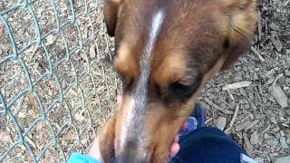 Rescued!  Adoptable Dog:  Beauregard!! at Cobb County Animal Control, Marietta, GA