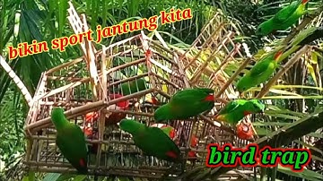 BIKIN SPORT JANTUNG KITA WAKTU MENJEBAK BURUNG SERINDIT !! bird trap _ felle fugler