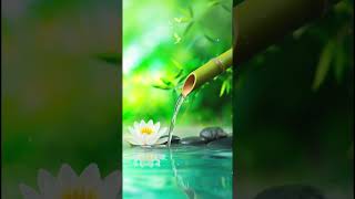 🌿 Ultimate Relaxation | Calm Mind &amp; Sleep with Nature Sounds #shorts #viral #music #relaxing #video