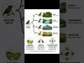 Adaptive Radiation Explained | UGC NET &amp; MSc Environmental Science | Evolution &amp; Ecology