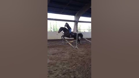 Gymnastics for horse and rider!