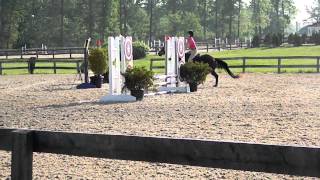 Marley and Me - 2ft jumpers [jump off]