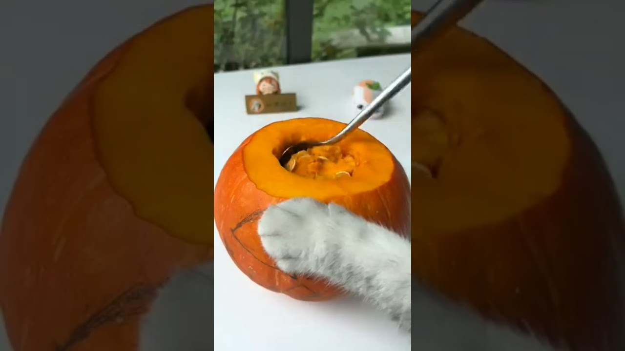 Trick or treating 🎃were You Happy Last night @Hwlloween#catCookingFood#shortvideos #