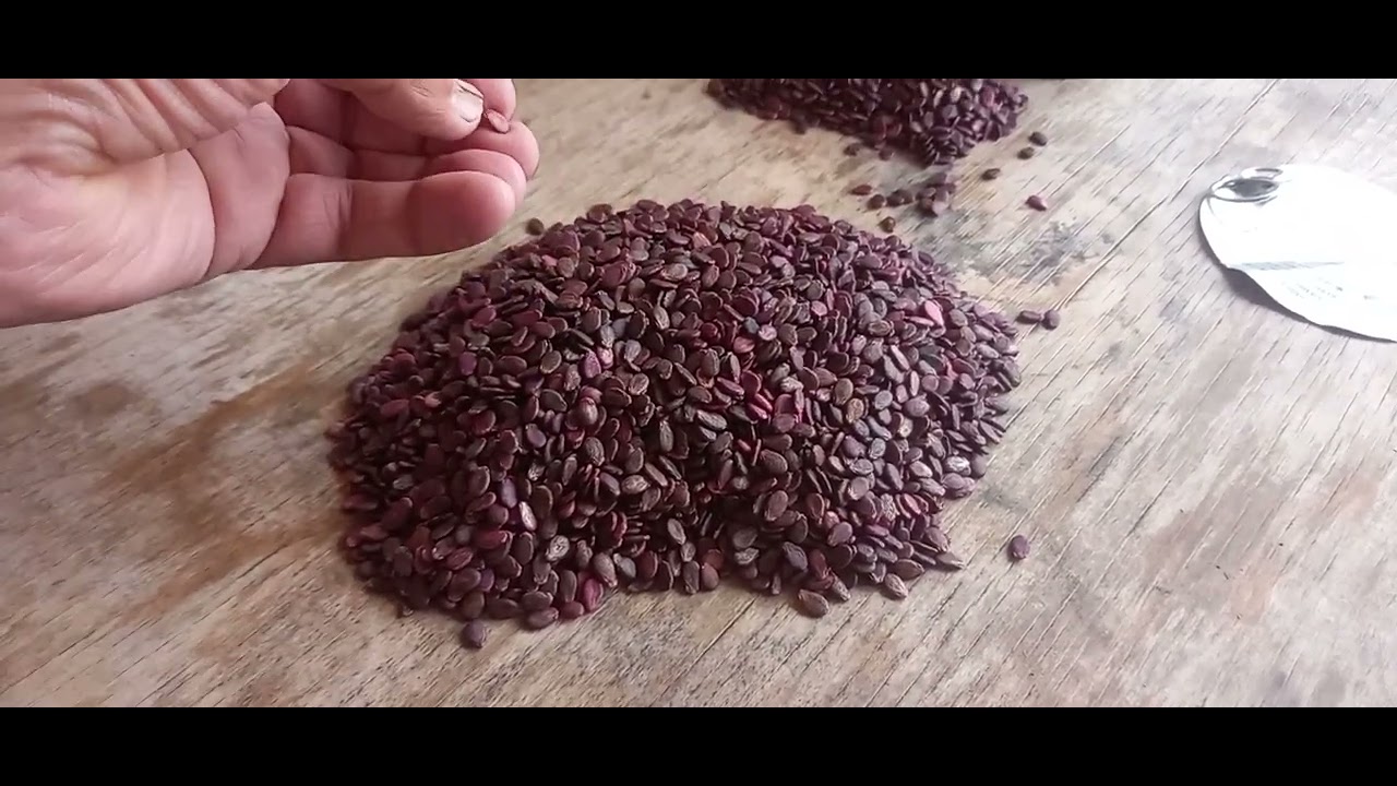 2025-04-07 кун. Тарвуз уруғни уютиш сирлари.