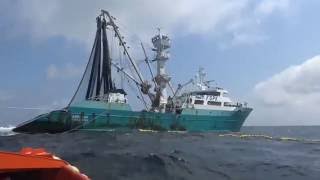 La pêche du thon tropical par les armements français