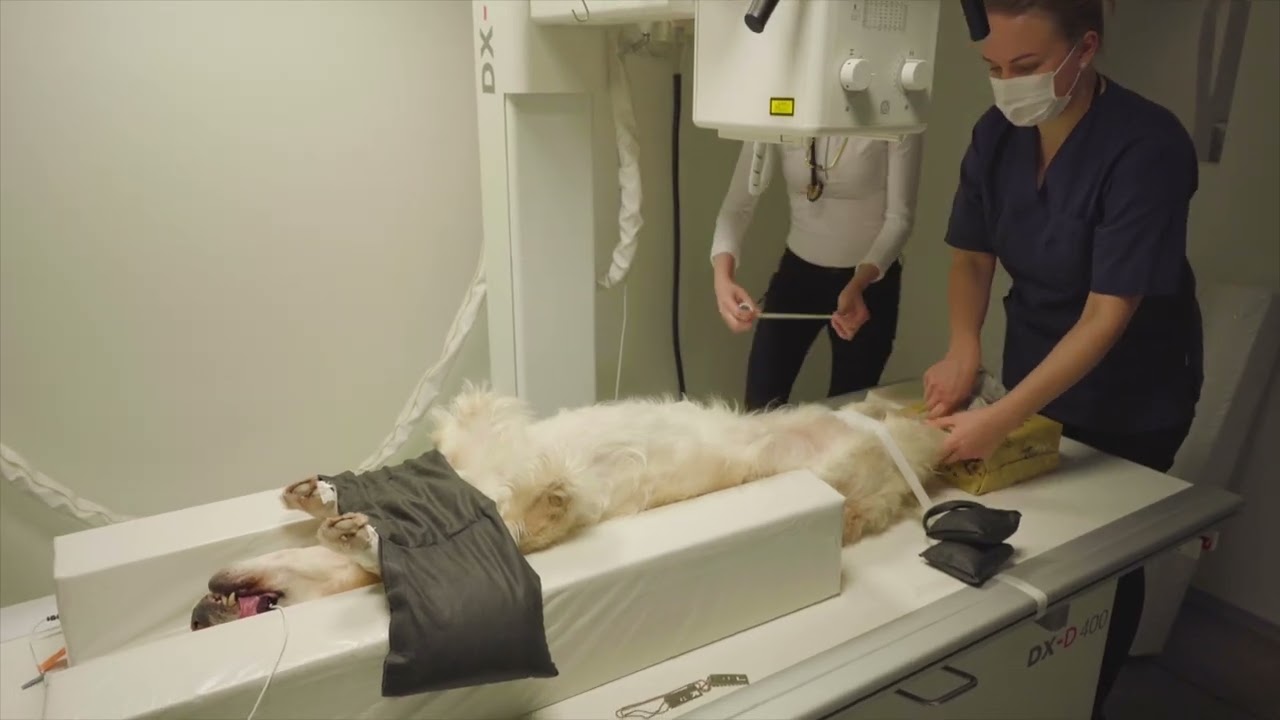 Zenalpha: Zennovation in Sedation by Dechra